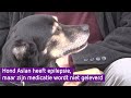 Hond Aslan heeft epilepsie, maar zijn medicijn wordt niet geleverd