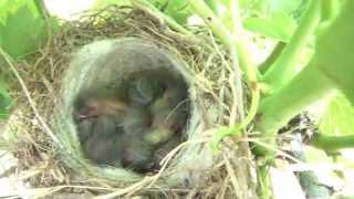 William Ackerman - Anne's Song