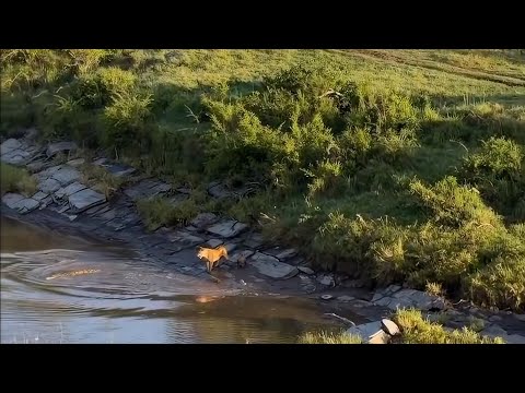 Crocodile attacks a lion cub luckily the mom was around 