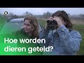 Hoe worden dieren geteld? | Doen Ze Dat Zo?