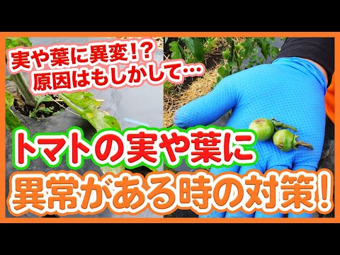 マルチングイラクサトマトパーマカルチャー使用乾燥イラクサ菜園マルチングマルチングマルチングトマトの葉イラクサ