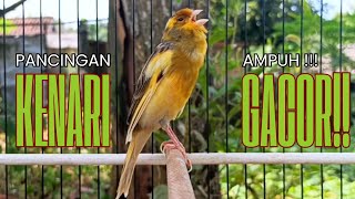 Download lagu Pancingan Kenari GACOR panjang untuk Masteran Kenari PAUD & agar Kenari diam agar bunyi & gacor mp3 Download lagu Pancingan Kenari GACOR panjang untuk Masteran Kenari PAUD & agar Kenari diam agar bunyi & gacor mp3