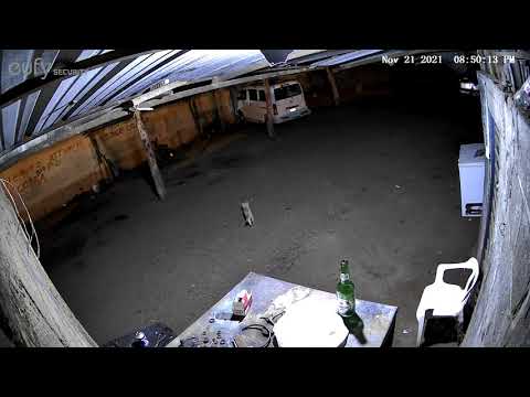 😱😱bruja captada en cámara de seguridad se convierte en animal