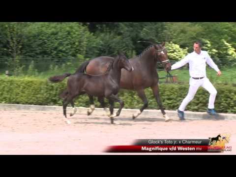 Magnifique v/d Westen (Glock's Toto jr. x Charmeur)