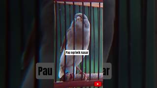 Download lagu kenari paud belajar bunyi. ngriwik kasar #kenari #kenari3in1 #kenarigacor #kenaripaudbelajarbunyi mp3