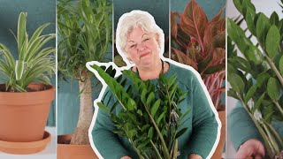 5 Easy House Plants That Aren't Succulents