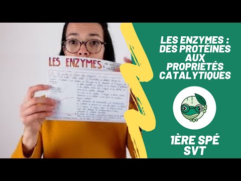 Les enzymes : des protéines aux propriétés catalytiques - 1ère spé SVT - Madame SVT