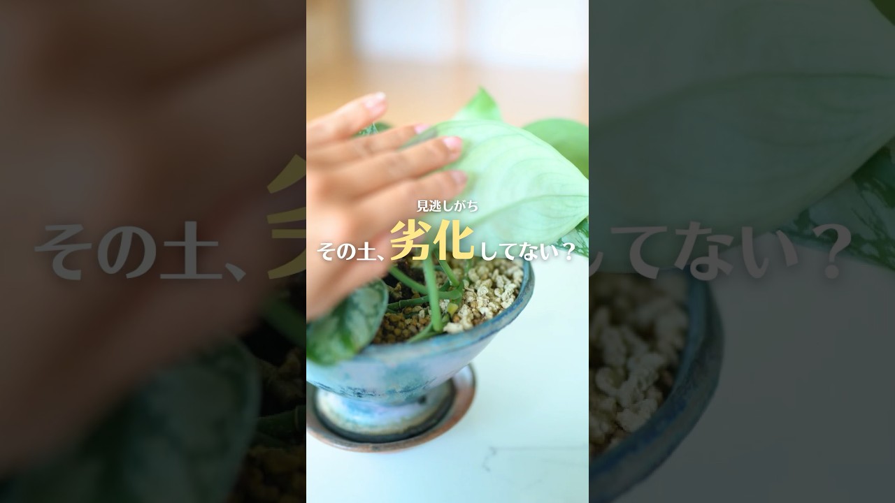 その土、劣化してない？見逃しがちな原因で観葉植物が枯れるかも #観葉植物 #植物 #PR