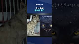 늑구 소재 동화책 출간, 누리꾼 반응은? #Shorts (MBC뉴스)