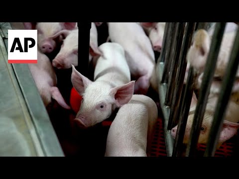 Meet some of the world’s cleanest pigs, raised to grow kidneys and hearts for humans