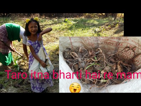 Taro  root  acid  deke khayega😆😂#BZumyGang