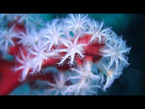 Centro de mergulho Plongée Île des Pins Kunie
