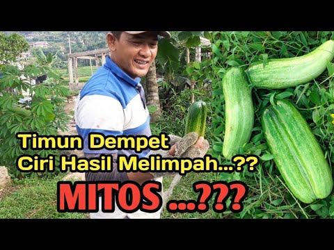 , title : 'Panen Timun | Timun Dempet | Hasil Melimpah | Mitos'