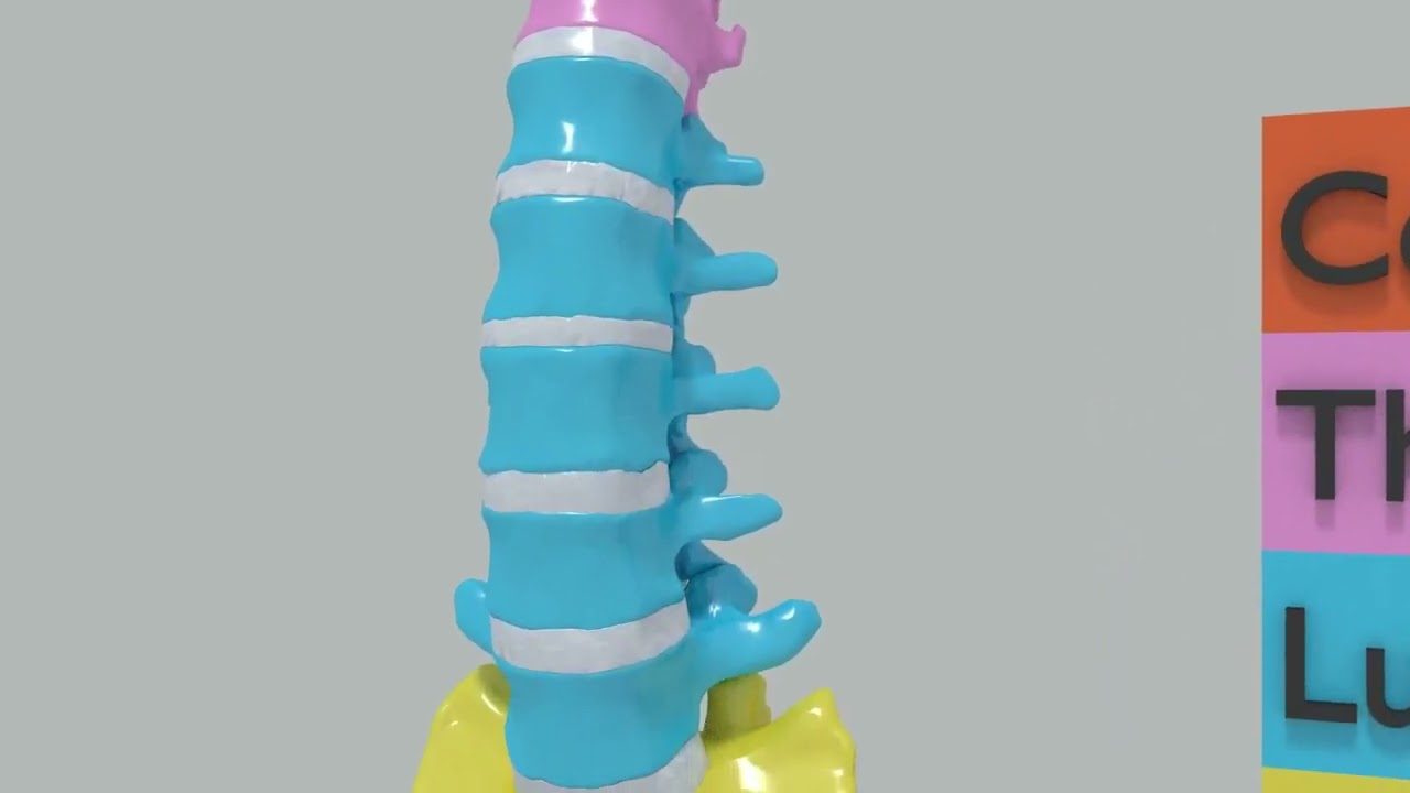척추뼈 척추 색상 표시 3D 모델