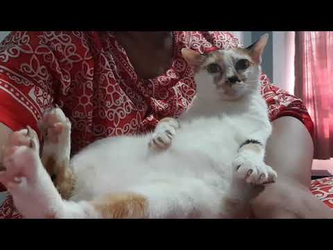 MimingTheCatTV | Cleaning Cat's Bum Tutorial