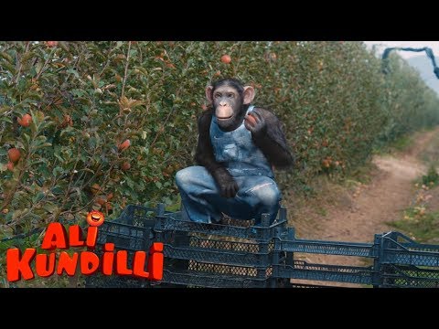 Ali Kundilli | Ali Şempazeye Elma Topluyor..