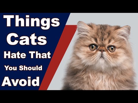 Top 10 Things Cats Hate That You Should Avoid