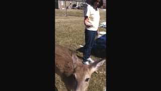 preview picture of video 'Wild Deer and Dog in my back yard at Bardstown, Ky.'