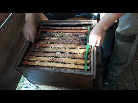 Einblick in den Bienenstock