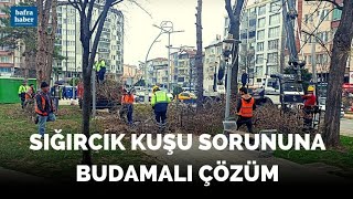 Sığırcık Kuşu Sorununa Budamalı Çözüm