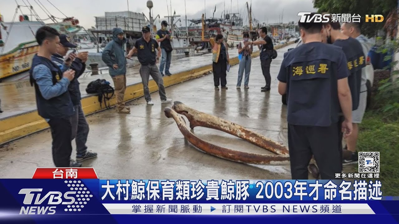 臉書無奇不有！稀少大村鯨骸骨被上架販售　2人慘了