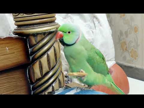 Aj milya so cute cat 🐈 sa or dhakan Mhitto kiya kar raha ha 😆 ❤️