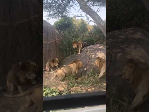 7 Saba Bora Male Lions Fighting | Serengeti National Park