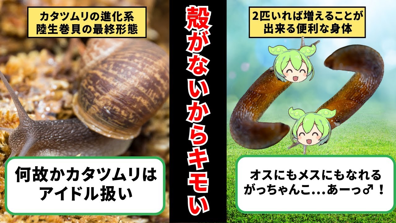 人間の脳に寄生し暴れ回るナメクジ！！触った手は危険 【ずんだもん&ゆっくり解説】