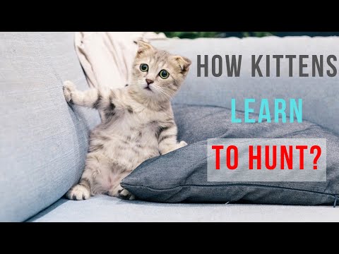 How Kittens Learn to Hunt?
