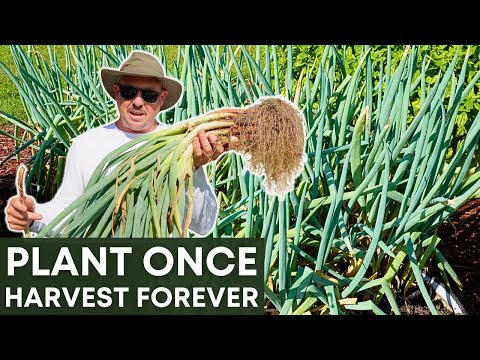 2 Perennial Onions You Only Need to Plant Once!