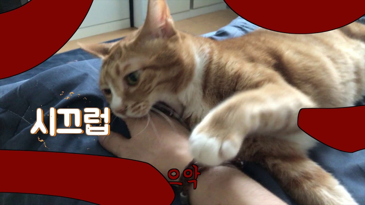 고양이와 계약해보려 했습니다.