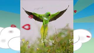 DIL KI DHOON (G.Das Story)-LIVE KANPUR