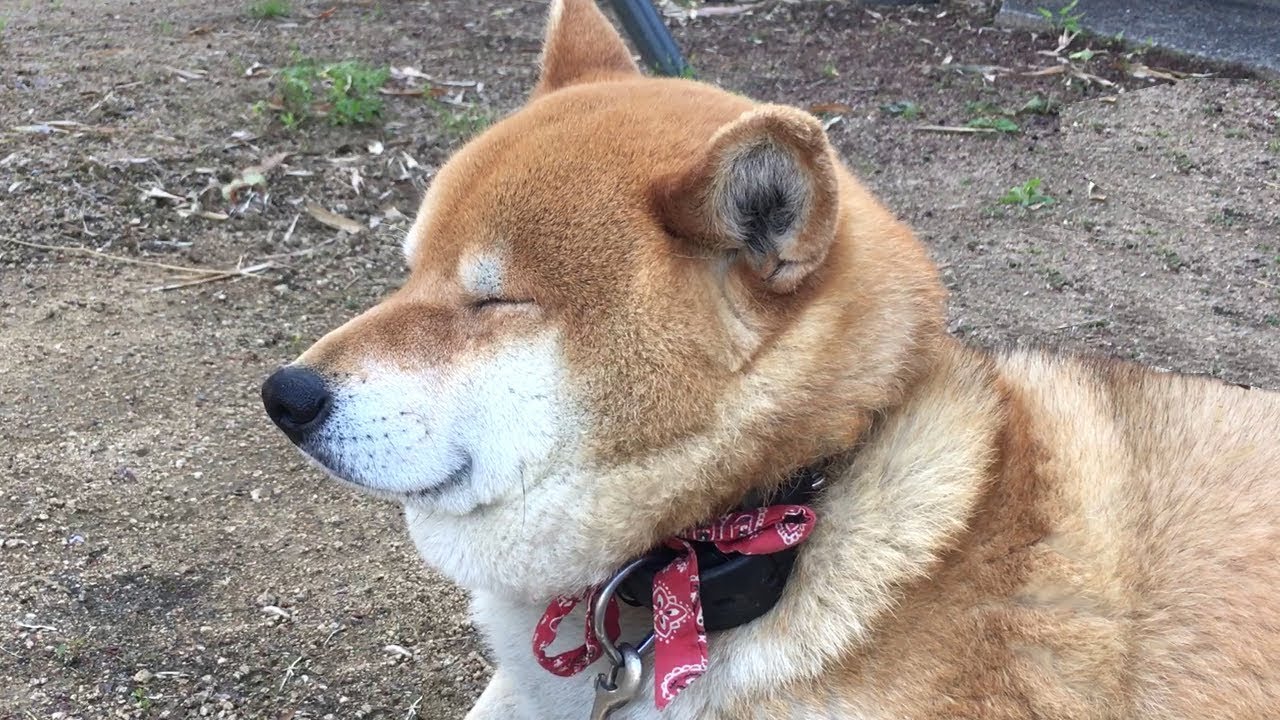 番犬の仕事中にうっかり二重アゴで居眠りしてしまう柴犬　Shibe fell asleep with a double chin while working as a watchdog.