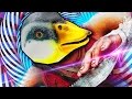 ЭТО БЕЗУМИЕ!!! (Duck Game) 