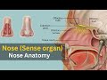 Nose Anatomy And Physiology Working Of Nose Nose As Sense Organ Nose Anatomy Animation