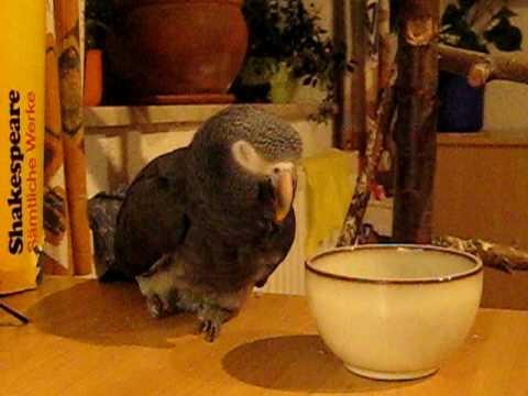 Willi schläft ein 23 05 2009