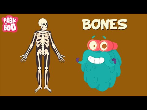 Bones | The Dr. Binocs Show | Learn Videos For Kids