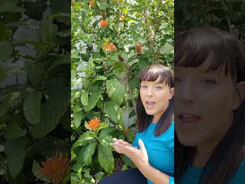 3 Proven Ways to Attract Hummingbirds to Your Garden #garden #birds #flowers #gardeningtips #plants