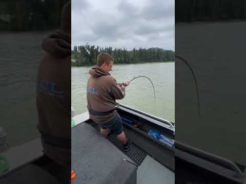 Monster Goliath Groupers with NFL Linebacker Sam Barrington