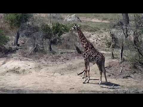 Djuma: Giraffe (dark one) - 12:30 - 09/12/20