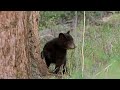 Having A Swim Big Bear Diary BBC Earth