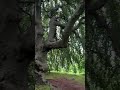 Nature S Giant God Nature Village Farming Farmer Temple Trending Tamil Kannada