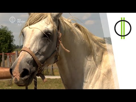 Shagya-arab lovak az Ős-Dráva Látogatóközpontban