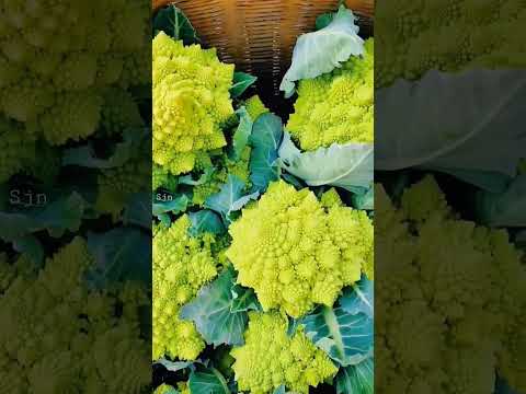 , title : 'broccoli romanesco#shorts #vegetables'