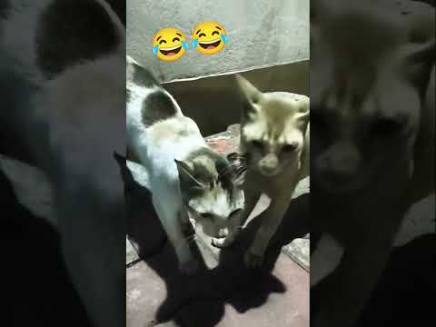 cat's #funny #ytviral #like #shortsvideo #yt