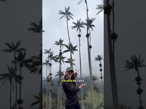 Eje Cafetero 🇨🇴: Salento, Filandia y Quimbaya en colores, palmas y café ☕🌿🎨