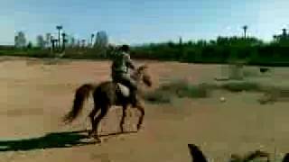 preview picture of video 'BOOK CAMEL RIDING TOURS IN MARRAKECH MOROCCO WWW.MARRAKECH-.mp4'