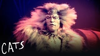 Video thumbnail of "The Rum Tum Tugger | Cats the Musical"