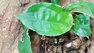 Download lagu SUARA ALAM II  SOUNDS OF NATURE  II Suara alam  pepohonan di Kebun Raya Bogor. Part 1 mp3