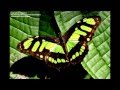 DOLLY PARTON - LOVE IS LIKE A BUTTERFLY ...